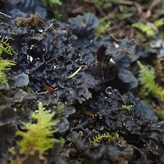 Terricolous under kanuka with bryophytes, Longbush Gisborne.<br>Photographer: Marley Ford, Date taken: 21/04/2022, Licence: <a target='_blank' href='https://creativecommons.org/licenses/by-nc/4.0'>CC BY-NC</a>. <a class='member-message' href='/nzpcn/why-join-nzpcn/' target='_blank'>Members can view a larger version of this image.</a>