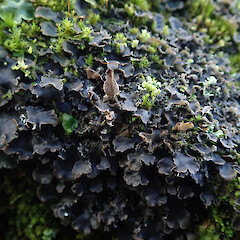 Muscicolous on concrete curb, Hunua Auckland.<br>Photographer: Marley Ford, Licence: <a target='_blank' href='https://creativecommons.org/licenses/by/4.0'>CC BY</a>. <a class='member-message' href='/nzpcn/why-join-nzpcn/' target='_blank'>Members can view a larger version of this image.</a>