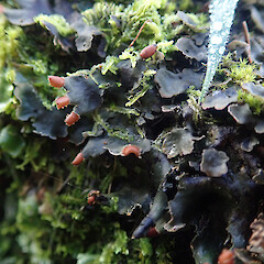 Muscicolous on concrete curb, Hunua Auckland.<br>Photographer: Marley Ford, Licence: <a target='_blank' href='https://creativecommons.org/licenses/by/4.0'>CC BY</a>. <a class='member-message' href='/nzpcn/why-join-nzpcn/' target='_blank'>Members can view a larger version of this image.</a>