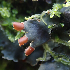 Muscicolous on concrete curb, Hunua Auckland.<br>Photographer: Marley Ford, Licence: <a target='_blank' href='https://creativecommons.org/licenses/by/4.0'>CC BY</a>. <a class='member-message' href='/nzpcn/why-join-nzpcn/' target='_blank'>Members can view a larger version of this image.</a>