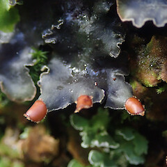 Muscicolous on concrete curb, Hunua Auckland.<br>Photographer: Marley Ford, Licence: <a target='_blank' href='https://creativecommons.org/licenses/by/4.0'>CC BY</a>. <a class='member-message' href='/nzpcn/why-join-nzpcn/' target='_blank'>Members can view a larger version of this image.</a>