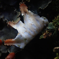 Muscicolous on concrete curb, Hunua Auckland.<br>Photographer: Marley Ford, Licence: <a target='_blank' href='https://creativecommons.org/licenses/by/4.0'>CC BY</a>. <a class='member-message' href='/nzpcn/why-join-nzpcn/' target='_blank'>Members can view a larger version of this image.</a>