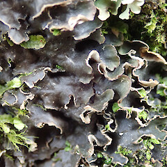 Terricolous, Banks Peninsula Christchurch.<br>Photographer: Marley Ford, Licence: <a target='_blank' href='https://creativecommons.org/licenses/by/4.0'>CC BY</a>. <a class='member-message' href='/nzpcn/why-join-nzpcn/' target='_blank'>Members can view a larger version of this image.</a>