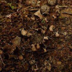 Dry specimen in thyme scrub, Alexandra Otago.<br>Photographer: Marley Ford, Date taken: 19/11/2019, Licence: <a target='_blank' href='https://creativecommons.org/licenses/by-nc/4.0'>CC BY-NC</a>. <a class='member-message' href='/nzpcn/why-join-nzpcn/' target='_blank'>Members can view a larger version of this image.</a>