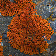 On schist, Fiddlers Flat Conservation Area, Otago.<br>Photographer: David Lyttle, Licence: All rights reserved. <a class='member-message' href='/nzpcn/why-join-nzpcn/' target='_blank'>Members can view a larger version of this image.</a>