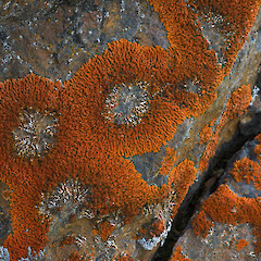 On schist, Fiddlers Flat Conservation Area, Otago.<br>Photographer: David Lyttle, Licence: All rights reserved. <a class='member-message' href='/nzpcn/why-join-nzpcn/' target='_blank'>Members can view a larger version of this image.</a>