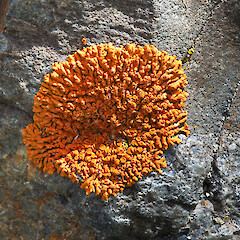 On schist, Fiddlers Flat Conservation Area, Otago.<br>Photographer: David Lyttle, Licence: All rights reserved. <a class='member-message' href='/nzpcn/why-join-nzpcn/' target='_blank'>Members can view a larger version of this image.</a>