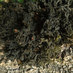 Corticolous on cabbage tree, apothecia present, Long Bush Gisborne.<br>Photographer: Marley Ford, Date taken: 25/04/2022, Licence: <a target='_blank' href='https://creativecommons.org/licenses/by/4.0'>CC BY</a>. <a class='member-message' href='/nzpcn/why-join-nzpcn/' target='_blank'>Members can view a larger version of this image.</a>