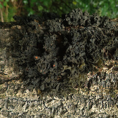 Corticolous on cabbage tree, apothecia present, Long Bush Gisborne.<br>Photographer: Marley Ford, Date taken: 25/04/2022, Licence: <a target='_blank' href='https://creativecommons.org/licenses/by/4.0'>CC BY</a>. <a class='member-message' href='/nzpcn/why-join-nzpcn/' target='_blank'>Members can view a larger version of this image.</a>