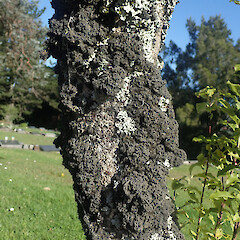 Corticolous on park tree, Waikumete Auckland.<br>Photographer: Marley Ford, Date taken: 18/09/2021, Licence: <a target='_blank' href='https://creativecommons.org/licenses/by/4.0'>CC BY</a>. <a class='member-message' href='/nzpcn/why-join-nzpcn/' target='_blank'>Members can view a larger version of this image.</a>