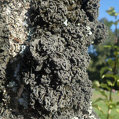 Corticolous on park tree, Waikumete Auckland.<br>Photographer: Marley Ford, Date taken: 18/09/2021, Licence: <a target='_blank' href='https://creativecommons.org/licenses/by/4.0'>CC BY</a>. <a class='member-message' href='/nzpcn/why-join-nzpcn/' target='_blank'>Members can view a larger version of this image.</a>