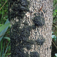 Corticolous on cabbage tree, Point Chevalier Auckland.<br>Photographer: Marley Ford, Date taken: 08/09/2021, Licence: <a target='_blank' href='https://creativecommons.org/licenses/by/4.0'>CC BY</a>. <a class='member-message' href='/nzpcn/why-join-nzpcn/' target='_blank'>Members can view a larger version of this image.</a>