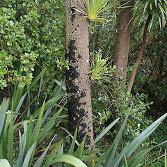 Corticolous on cabbage tree, Point Chevalier Auckland.<br>Photographer: Marley Ford, Date taken: 08/09/2021, Licence: <a target='_blank' href='https://creativecommons.org/licenses/by/4.0'>CC BY</a>. <a class='member-message' href='/nzpcn/why-join-nzpcn/' target='_blank'>Members can view a larger version of this image.</a>