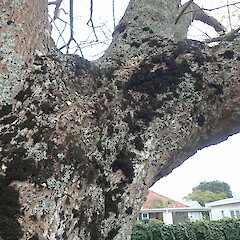 Corticolous on oak, Mount Albert Auckland.<br>Photographer: Marley Ford, Date taken: 29/05/2020, Licence: <a target='_blank' href='https://creativecommons.org/licenses/by-nc/4.0'>CC BY-NC</a>. <a class='member-message' href='/nzpcn/why-join-nzpcn/' target='_blank'>Members can view a larger version of this image.</a>