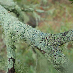 Local on exposed branches of totara (Podocarpus totara var, totara), with Ramalina celastri and Parmotrema reticulatum, Hokianga Northland.<br>Photographer: Marley Ford, Date taken: 16/02/2021, Licence: <a target='_blank' href='https://creativecommons.org/licenses/by/4.0'>CC BY</a>. <a class='member-message' href='/nzpcn/why-join-nzpcn/' target='_blank'>Members can view a larger version of this image.</a>