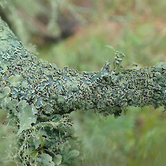 Local on exposed branches of totara (Podocarpus totara var, totara), with Ramalina celastri and Parmotrema reticulatum, Hokianga Northland.<br>Photographer: Marley Ford, Date taken: 16/02/2021, Licence: <a target='_blank' href='https://creativecommons.org/licenses/by/4.0'>CC BY</a>. <a class='member-message' href='/nzpcn/why-join-nzpcn/' target='_blank'>Members can view a larger version of this image.</a>