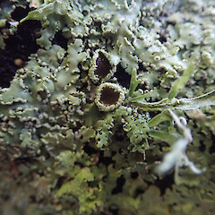 Common urban lichen, Mount Eden Auckland.<br>Photographer: Marley Ford, Date taken: 31/05/2019, Licence: <a target='_blank' href='https://creativecommons.org/licenses/by/4.0'>CC BY</a>. <a class='member-message' href='/nzpcn/why-join-nzpcn/' target='_blank'>Members can view a larger version of this image.</a>