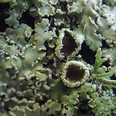 Common urban lichen, Mount Eden Auckland.<br>Photographer: Marley Ford, Date taken: 31/05/2019, Licence: <a target='_blank' href='https://creativecommons.org/licenses/by/4.0'>CC BY</a>. <a class='member-message' href='/nzpcn/why-join-nzpcn/' target='_blank'>Members can view a larger version of this image.</a>