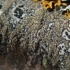 Corticolous on urban plane tree, Grey Lynn Auckland.<br>Photographer: Marley Ford, Date taken: 02/09/2021, Licence: <a target='_blank' href='https://creativecommons.org/licenses/by/4.0'>CC BY</a>. <a class='member-message' href='/nzpcn/why-join-nzpcn/' target='_blank'>Members can view a larger version of this image.</a>