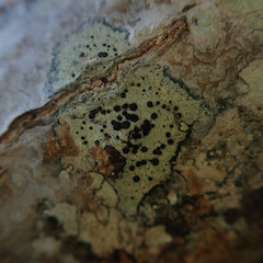 Corticolous on Popular. with Lecanora flavopallida Pertusaria sp, Cornwall Park Auckland.<br>Photographer: Marley Ford, Licence: <a target='_blank' href='https://creativecommons.org/licenses/by/4.0'>CC BY</a>. <a class='member-message' href='/nzpcn/why-join-nzpcn/' target='_blank'>Members can view a larger version of this image.</a>