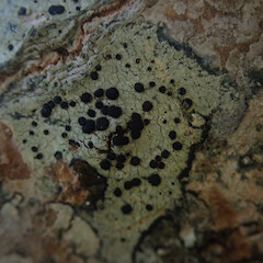 Corticolous on Popular. with Lecanora flavopallida Pertusaria sp, Cornwall Park Auckland.<br>Photographer: Marley Ford, Licence: <a target='_blank' href='https://creativecommons.org/licenses/by/4.0'>CC BY</a>. <a class='member-message' href='/nzpcn/why-join-nzpcn/' target='_blank'>Members can view a larger version of this image.</a>