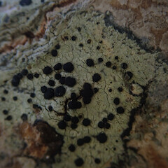 Corticolous on Popular. with Lecanora flavopallida Pertusaria sp, Cornwall Park Auckland.<br>Photographer: Marley Ford, Licence: <a target='_blank' href='https://creativecommons.org/licenses/by/4.0'>CC BY</a>. <a class='member-message' href='/nzpcn/why-join-nzpcn/' target='_blank'>Members can view a larger version of this image.</a>
