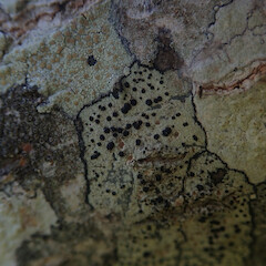Corticolous on Popular. with Lecanora flavopallida Pertusaria sp, Cornwall Park Auckland.<br>Photographer: Marley Ford, Licence: <a target='_blank' href='https://creativecommons.org/licenses/by/4.0'>CC BY</a>. <a class='member-message' href='/nzpcn/why-join-nzpcn/' target='_blank'>Members can view a larger version of this image.</a>