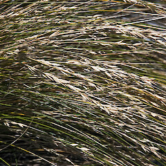 Onoke Spit, Palliser Bay.<br>Photographer: Jeremy R. Rolfe, Date taken: 21/11/2008, Licence: <a target='_blank' href='https://creativecommons.org/licenses/by/4.0'>CC BY</a>. <a class='member-message' href='/nzpcn/why-join-nzpcn/' target='_blank'>Members can view a larger version of this image.</a>