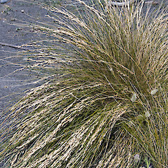 Onoke Spit, Palliser Bay.<br>Photographer: Jeremy R. Rolfe, Date taken: 21/11/2008, Licence: <a target='_blank' href='https://creativecommons.org/licenses/by/4.0'>CC BY</a>. <a class='member-message' href='/nzpcn/why-join-nzpcn/' target='_blank'>Members can view a larger version of this image.</a>