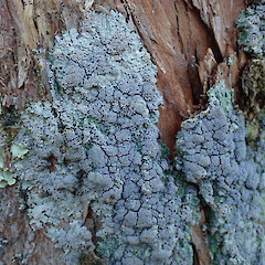 Ellangowan Reserve, Banks Peninsula.<br>Photographer: Melissa Hutchison, Date taken: 15/08/2021, Licence: <a target='_blank' href='https://creativecommons.org/licenses/by-nc/4.0'>CC BY-NC</a>. <a class='member-message' href='/nzpcn/why-join-nzpcn/' target='_blank'>Members can view a larger version of this image.</a>