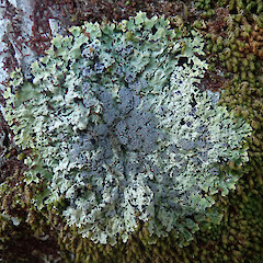 Ellangowan Reserve, Banks Peninsula.<br>Photographer: Melissa Hutchison, Date taken: 15/08/2021, Licence: <a target='_blank' href='https://creativecommons.org/licenses/by-nc/4.0'>CC BY-NC</a>. <a class='member-message' href='/nzpcn/why-join-nzpcn/' target='_blank'>Members can view a larger version of this image.</a>