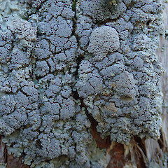 Ellangowan Reserve, Banks Peninsula.<br>Photographer: Melissa Hutchison, Date taken: 15/08/2021, Licence: <a target='_blank' href='https://creativecommons.org/licenses/by-nc/4.0'>CC BY-NC</a>. <a class='member-message' href='/nzpcn/why-join-nzpcn/' target='_blank'>Members can view a larger version of this image.</a>