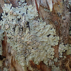 Ellangowan Reserve, Banks Peninsula.<br>Photographer: Melissa Hutchison, Date taken: 15/08/2021, Licence: <a target='_blank' href='https://creativecommons.org/licenses/by-nc/4.0'>CC BY-NC</a>. <a class='member-message' href='/nzpcn/why-join-nzpcn/' target='_blank'>Members can view a larger version of this image.</a>