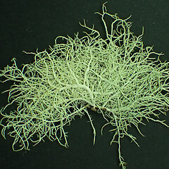 Holdfast shown.<br>Photographer: Jennifer bannister, Date taken: 16/08/2018, Licence: <a target='_blank' href='https://creativecommons.org/licenses/by/4.0'>CC BY</a>. <a class='member-message' href='/nzpcn/why-join-nzpcn/' target='_blank'>Members can view a larger version of this image.</a>