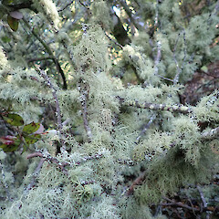Knights Bush.<br>Photographer: Allison Knight, Date taken: 29/12/2020, Licence: <a target='_blank' href='https://creativecommons.org/licenses/by/4.0'>CC BY</a>. <a class='member-message' href='/nzpcn/why-join-nzpcn/' target='_blank'>Members can view a larger version of this image.</a>