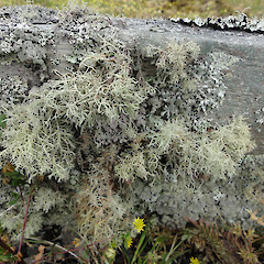 U. cornuta and U. rubicunda, Matawai.<br>Photographer: Allison Knight, Date taken: 05/12/2011, Licence: <a target='_blank' href='https://creativecommons.org/licenses/by/4.0'>CC BY</a>. <a class='member-message' href='/nzpcn/why-join-nzpcn/' target='_blank'>Members can view a larger version of this image.</a>