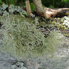Catlins.<br>Photographer: Allison Knight, Date taken: 03/11/2012, Licence: <a target='_blank' href='https://creativecommons.org/licenses/by/4.0'>CC BY</a>. <a class='member-message' href='/nzpcn/why-join-nzpcn/' target='_blank'>Members can view a larger version of this image.</a>