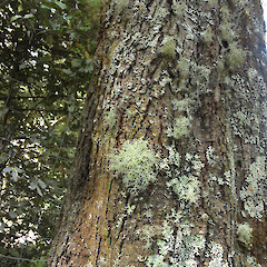 Corticolous, Tuapeka.<br>Photographer: Allison Knight, Date taken: 11/01/2013, Licence: <a target='_blank' href='https://creativecommons.org/licenses/by/4.0'>CC BY</a>. <a class='member-message' href='/nzpcn/why-join-nzpcn/' target='_blank'>Members can view a larger version of this image.</a>