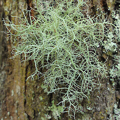 Moist, Tuapeka.<br>Photographer: Allison Knight, Date taken: 11/01/2013, Licence: <a target='_blank' href='https://creativecommons.org/licenses/by/4.0'>CC BY</a>. <a class='member-message' href='/nzpcn/why-join-nzpcn/' target='_blank'>Members can view a larger version of this image.</a>