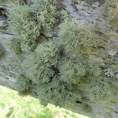 Corticolous on fence, Hokianga Far North.<br>Photographer: Marley Ford, Licence: <a target='_blank' href='https://creativecommons.org/licenses/by/4.0'>CC BY</a>. <a class='member-message' href='/nzpcn/why-join-nzpcn/' target='_blank'>Members can view a larger version of this image.</a>