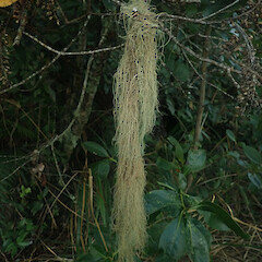 Long form, Okareka Rotorua.<br>Photographer: Marley Ford, Date taken: 15/04/2022, Licence: <a target='_blank' href='https://creativecommons.org/licenses/by/4.0'>CC BY</a>. <a class='member-message' href='/nzpcn/why-join-nzpcn/' target='_blank'>Members can view a larger version of this image.</a>
