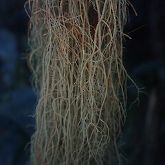Close up, Lake Okareka, Rotorua.<br>Photographer: Marley Ford, Date taken: 15/04/2022, Licence: <a target='_blank' href='https://creativecommons.org/licenses/by/4.0'>CC BY</a>. <a class='member-message' href='/nzpcn/why-join-nzpcn/' target='_blank'>Members can view a larger version of this image.</a>