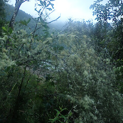 Habit, Lake Okareka Rotorua.<br>Photographer: Marley Ford, Date taken: 16/04/2022, Licence: <a target='_blank' href='https://creativecommons.org/licenses/by/4.0'>CC BY</a>. <a class='member-message' href='/nzpcn/why-join-nzpcn/' target='_blank'>Members can view a larger version of this image.</a>