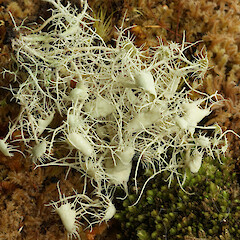 Boyd Creek.<br>Photographer: Allison Knight, Date taken: 13/02/2011, Licence: <a target='_blank' href='https://creativecommons.org/licenses/by/4.0'>CC BY</a>. <a class='member-message' href='/nzpcn/why-join-nzpcn/' target='_blank'>Members can view a larger version of this image.</a>