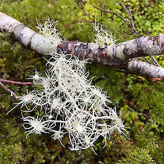 Borland Saddle.<br>Photographer: Allison Knight, Date taken: 07/01/2020, Licence: <a target='_blank' href='https://creativecommons.org/licenses/by/4.0'>CC BY</a>. <a class='member-message' href='/nzpcn/why-join-nzpcn/' target='_blank'>Members can view a larger version of this image.</a>