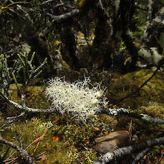 Arthurs Pass.<br>Photographer: Allison Knight, Date taken: 01/01/2013, Licence: <a target='_blank' href='https://creativecommons.org/licenses/by/4.0'>CC BY</a>. <a class='member-message' href='/nzpcn/why-join-nzpcn/' target='_blank'>Members can view a larger version of this image.</a>