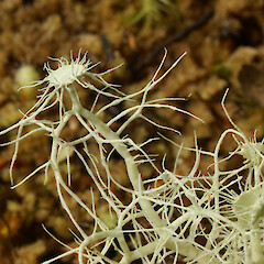 Apothecia.<br>Photographer: Allison Knight, Date taken: 10/02/2011, Licence: <a target='_blank' href='https://creativecommons.org/licenses/by/4.0'>CC BY</a>. <a class='member-message' href='/nzpcn/why-join-nzpcn/' target='_blank'>Members can view a larger version of this image.</a>