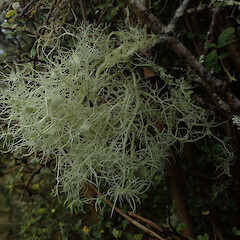 Corticolous in shrub, Bank’s Peninsula Canterbury.<br>Photographer: Marley Ford, Licence: <a target='_blank' href='https://creativecommons.org/licenses/by/4.0'>CC BY</a>. <a class='member-message' href='/nzpcn/why-join-nzpcn/' target='_blank'>Members can view a larger version of this image.</a>