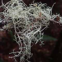 Windfall, Stewart Island.<br>Photographer: Marley Ford, Licence: <a target='_blank' href='https://creativecommons.org/licenses/by/4.0'>CC BY</a>. <a class='member-message' href='/nzpcn/why-join-nzpcn/' target='_blank'>Members can view a larger version of this image.</a>