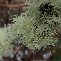 In subalpine shrub, Mount Taranaki.<br>Photographer: Marley Ford, Licence: <a target='_blank' href='https://creativecommons.org/licenses/by/4.0'>CC BY</a>. <a class='member-message' href='/nzpcn/why-join-nzpcn/' target='_blank'>Members can view a larger version of this image.</a>